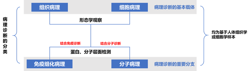 诊断“金标准”:病理诊断迎来发展新机遇(图7)