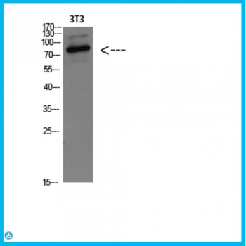 Anti-GRP78 BiP antibody[STJ989