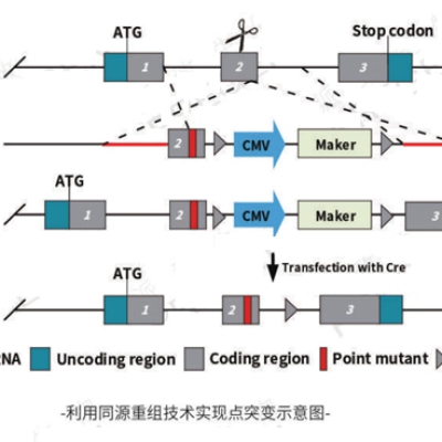 提供定点突变细胞技术服务