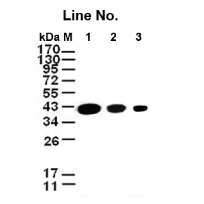 GNI4110-GA/Anti-γ-Actin Monocl