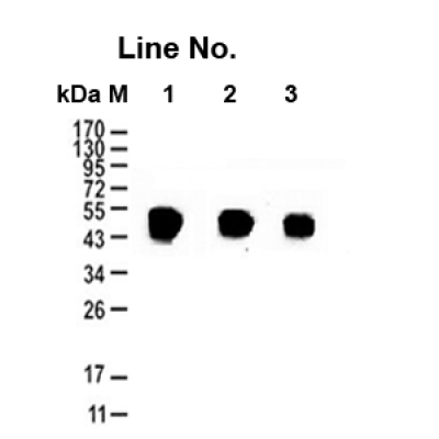 GNI4110-BT/Anti-β-Tubulin Mono