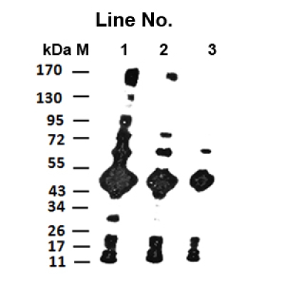GNI4110-TX/Anti-TRX Monoclonal