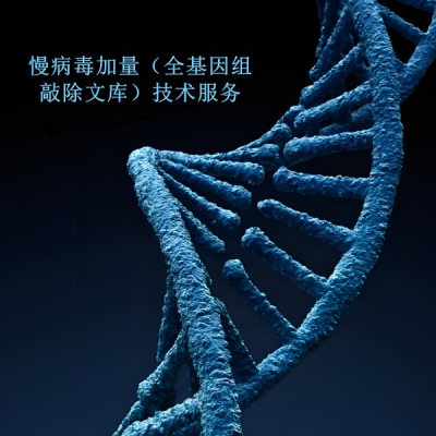 提供慢病毒加量（全基因组敲除文库）技术服务
