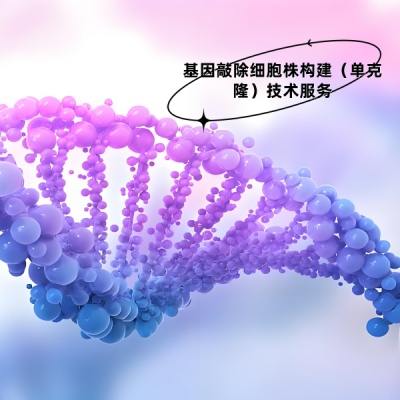 提供基因敲除细胞株构建（单克隆）技术服务