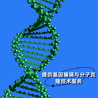 提供基因编辑与分子克隆技术服务