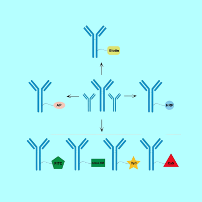 <strong>HRP标记检测抗体——高灵敏度免疫检测的</strong>
