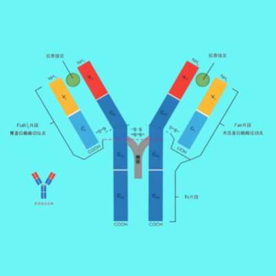 <strong>精准检测，高效科研——小鼠抗人单克隆流式</strong>